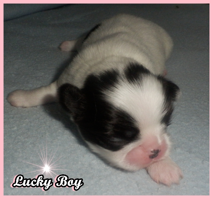 Lucky Boy 001