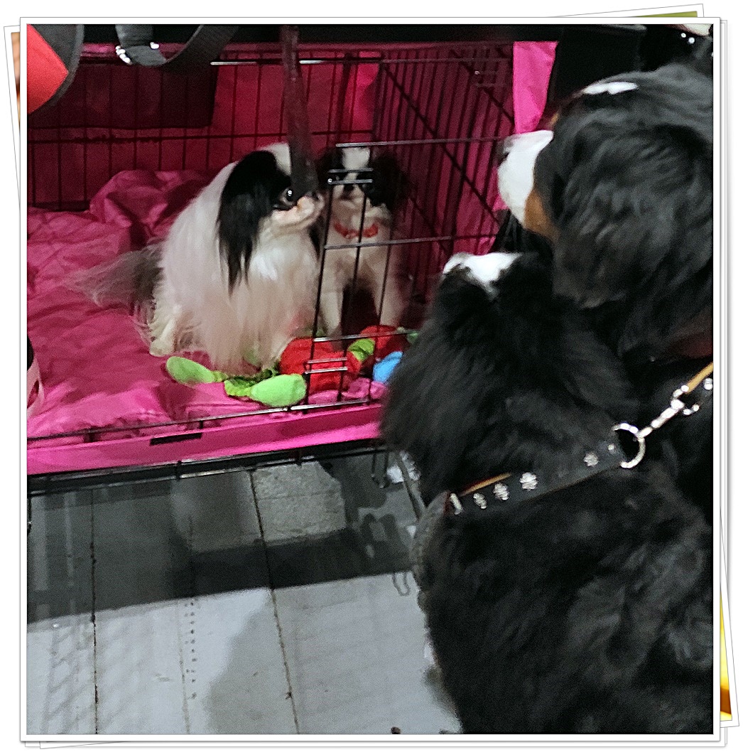 Palmira a Cbharlotte seznamování 01-01