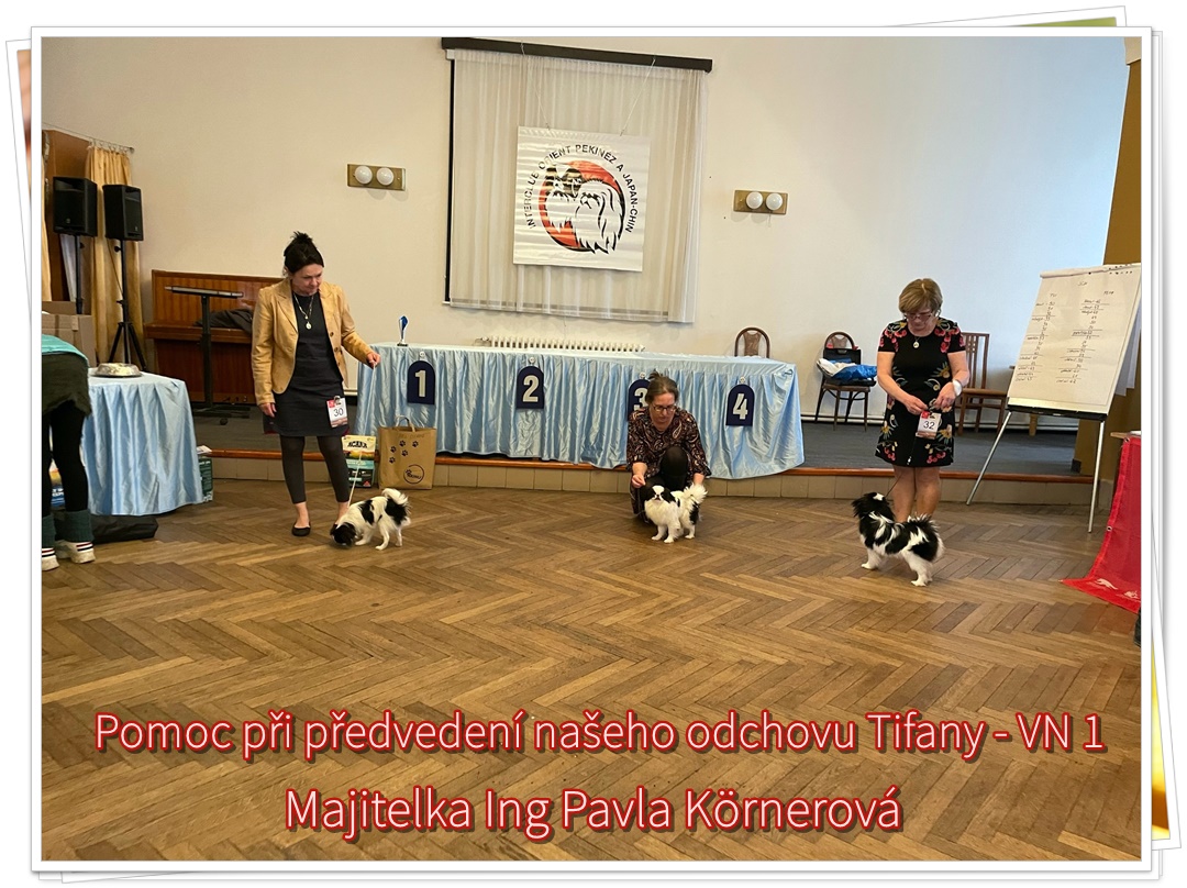 Tifany z Podhájské chaloupky VN 1
