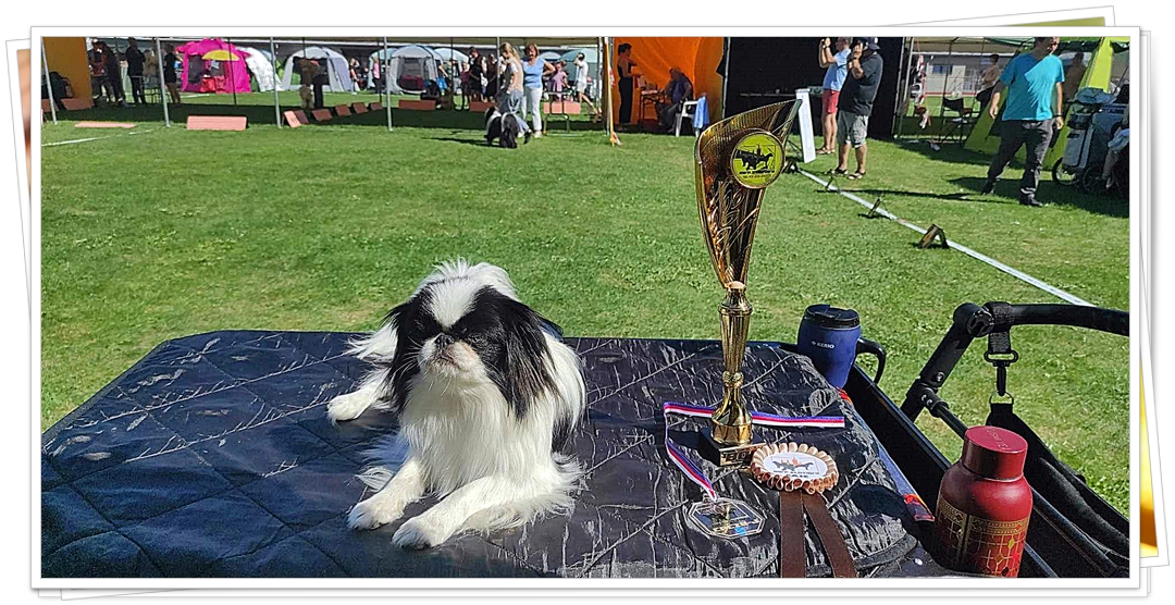 001 MVP KT Valletta CAJC, J.CACIB, BOS