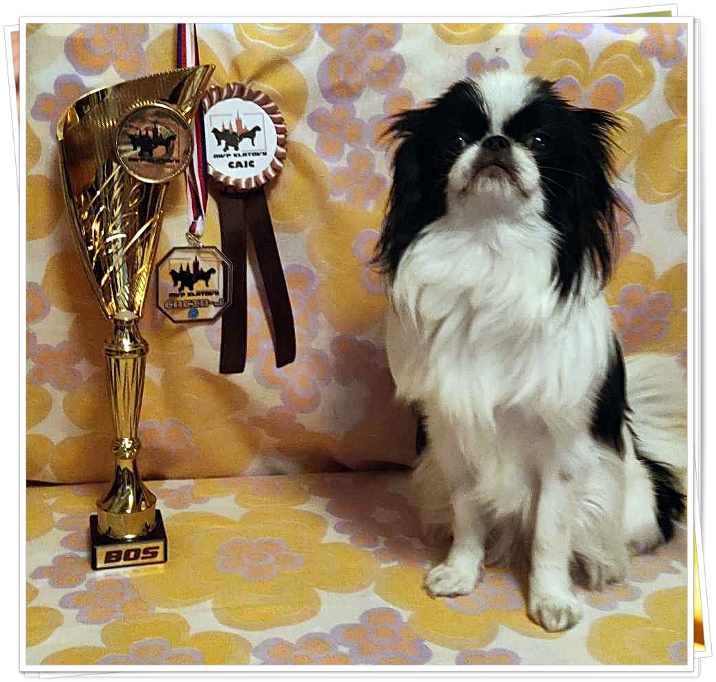 002 MVP KT Valletta CAJC, J.CACIB, BOS